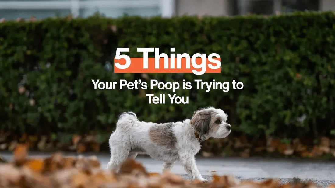 5 Things Your Pet’s Poop is Trying to Tell You - Pawzato